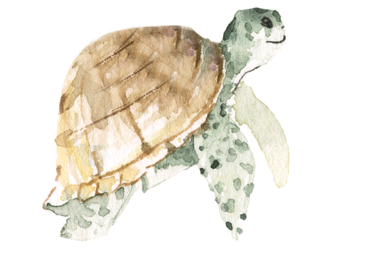 tortue aquarelle dans le livre du tour du monde océan pacifique 