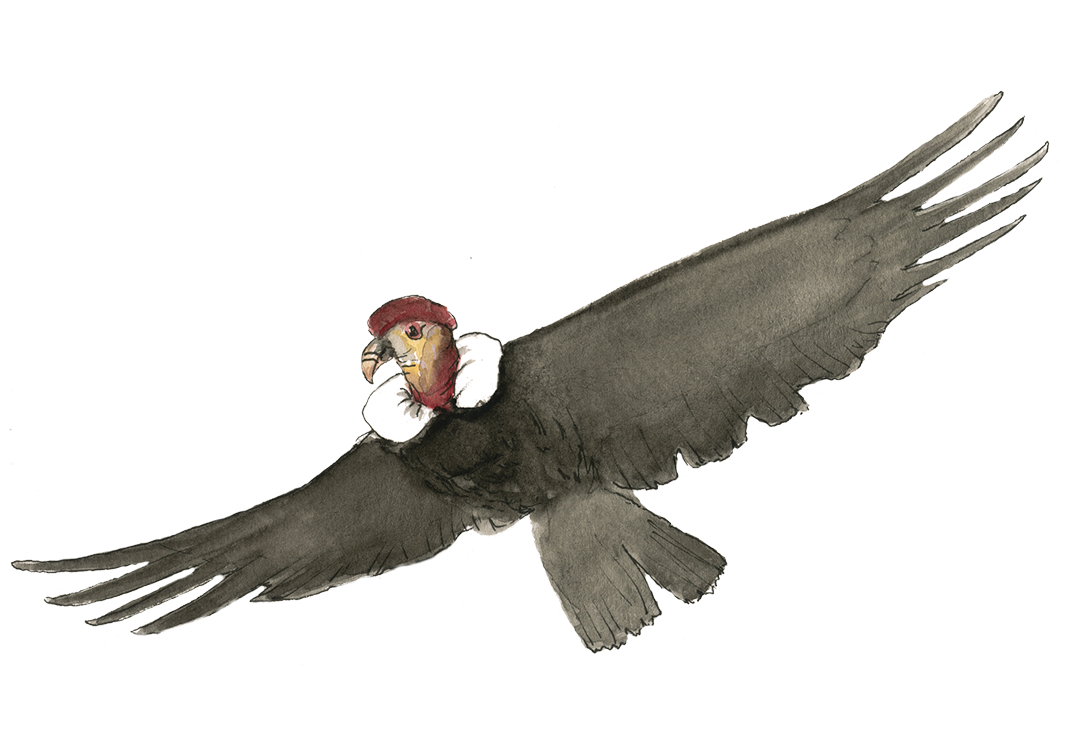 condor oiseau rapace aquarelle 